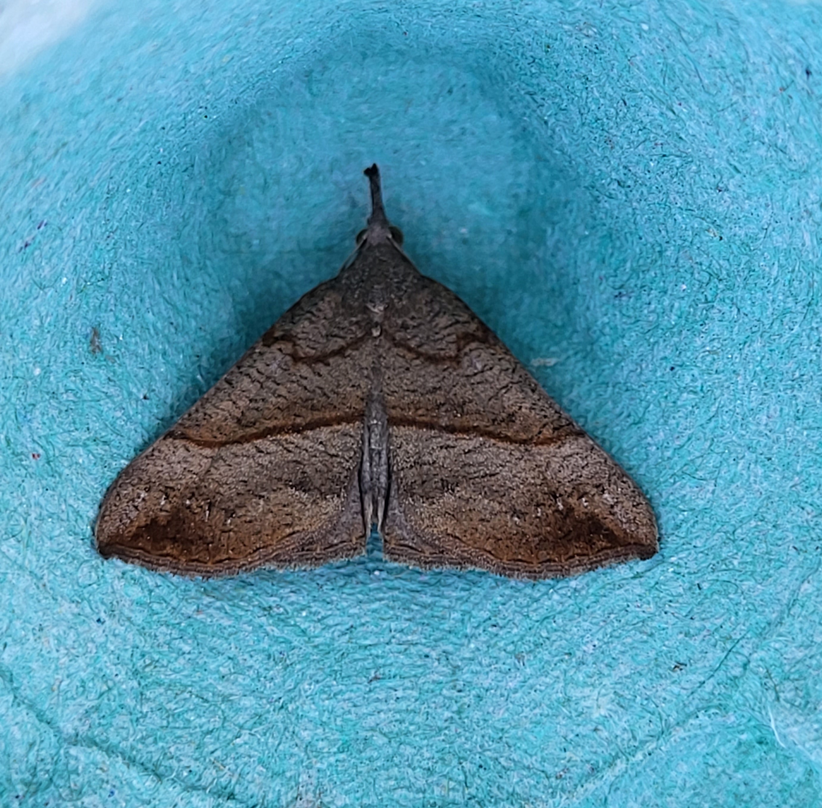 Photo of Snout (Hypena proboscidalis)